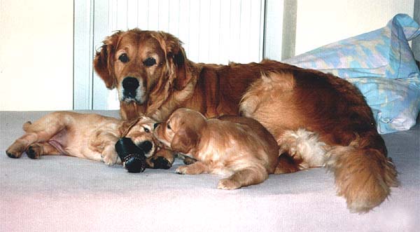 Lisa mit Abbey und Ashley, geb. am 13.5.1997 per Kaiserschnitt