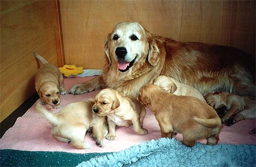 Im C-Wurf hatten wir nur R&uuml;den - 7 St&uuml;ck