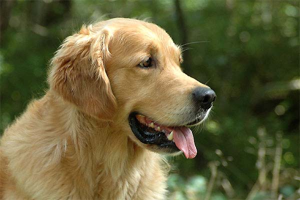 Happymover Cajun (August 2005)