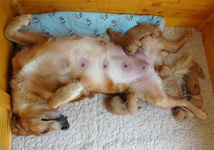 ... Pearl entspannt auf dem Rücken.