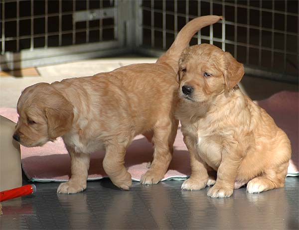 Girl and Boy