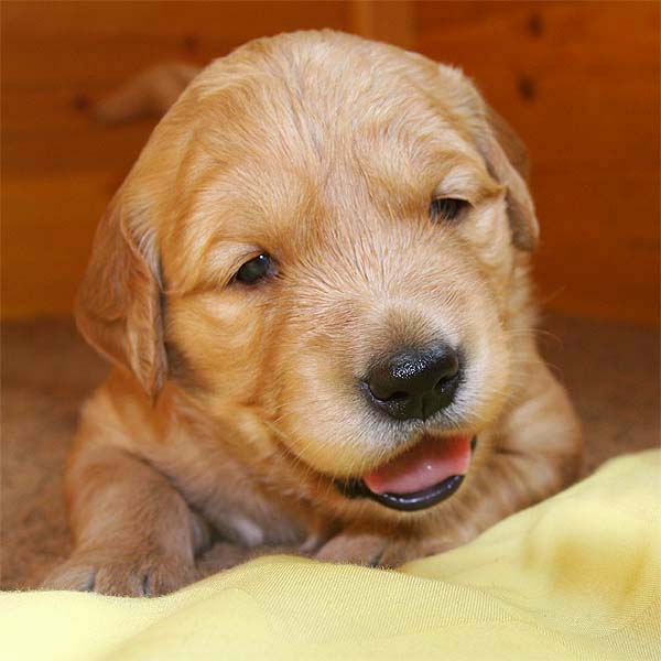 Fennek (das M&auml;dchen)