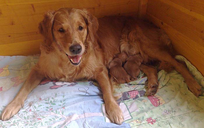 Das Ergebniss der Liason: Fennek und Frodo, geb. am 21.08.09