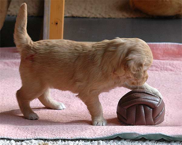 Ballspiel