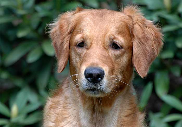 Unser Struwwelpeter Gypsy