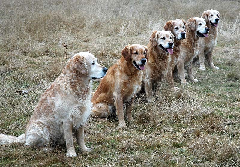 Die Jungs: Jet, Camelot, Chacon, Finley, Cooper, Cajun
