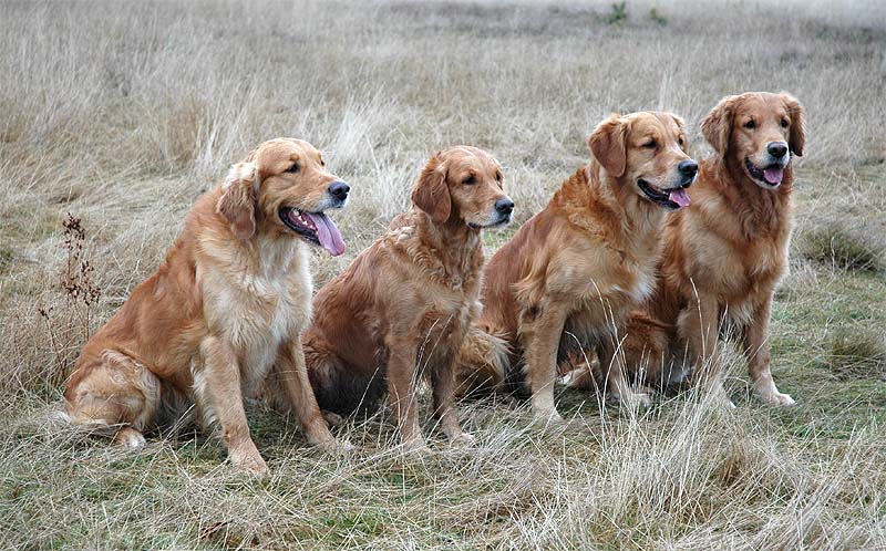 Da-Yu, Delphin, Dajan, Dip Tulip