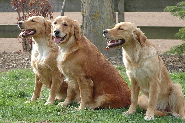 Fine, Pearl und Dana bei Karlsruhe