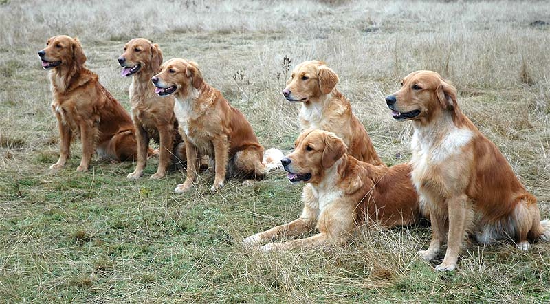 Enya, Toni, Holly, Phini, Eduard, Elmo