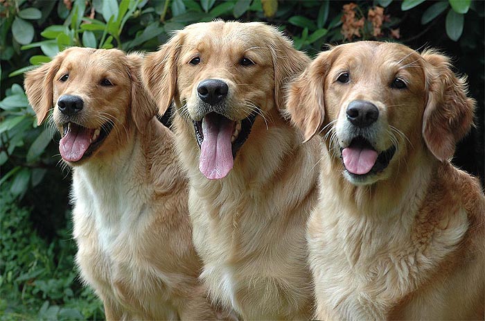 Fine, Dajan und Mama Pearl