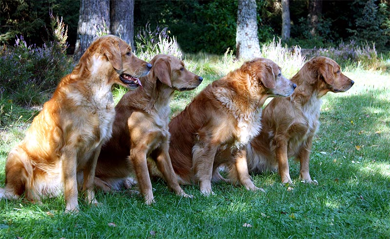 Happymover Diamond Jessy, Entonia, Mutter B.C. Pearl, Delphin