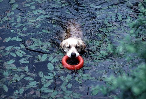 Canan im Wasser